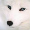 Uživatelský avatar